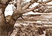 Black Mountains with Oak Tree, Llandefalle, Pen and Ink on Arches, 12.7 x 18 cm, 2008